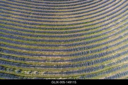 Kőröshegyi Levendulás-stock-foto