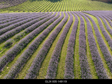 Kőröshegyi Levendulás-stock-foto