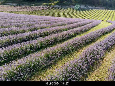 Kőröshegyi Levendulás-stock-foto