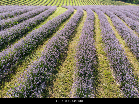 Kőröshegyi Levendulás-stock-foto