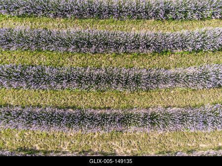 Kőröshegyi Levendulás-stock-foto