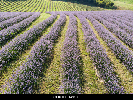 Kőröshegyi Levendulás-stock-foto