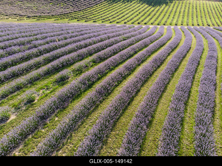 Kőröshegyi Levendulás-stock-foto