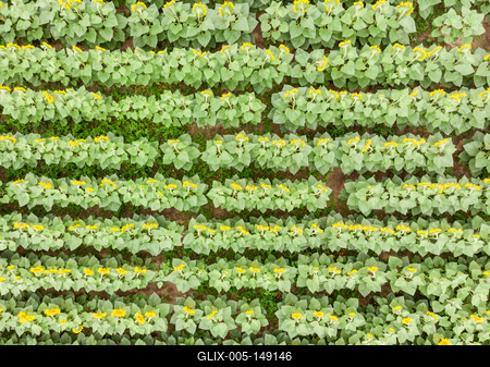 Napraforgó tábla madártávlatból.-stock-foto