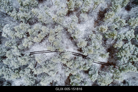 road with snowy forest in Hungary-stock-foto
