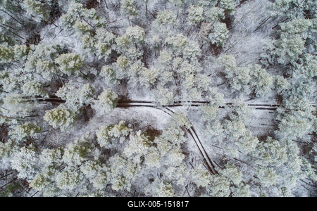 road with snowy forest in Hungary-stock-foto