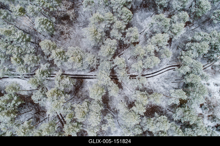 road with snowy forest in Hungary-stock-foto