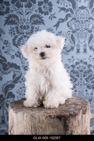 Cute Bichon Frise puppy on studio-stock-foto