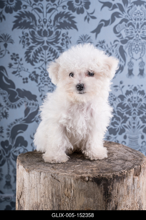 Cute Bichon Frise puppy on studio-stock-foto