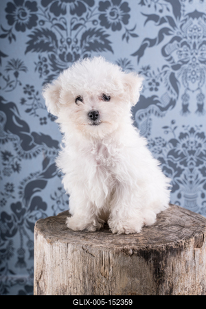 Cute Bichon Frise puppy on studio-stock-foto
