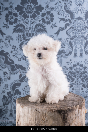 Cute Bichon Frise puppy on studio-stock-foto