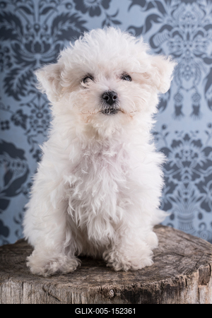 Cute Bichon Frise puppy on studio-stock-foto