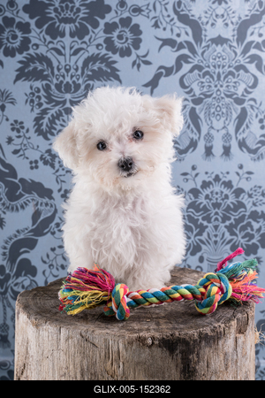 Cute Bichon Frise puppy on studio-stock-foto