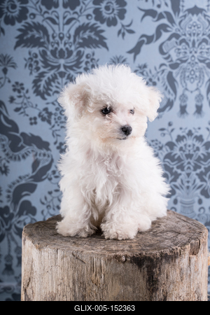 Cute Bichon Frise puppy on studio-stock-foto