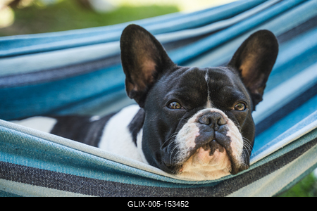 young cute french bulldog relaxing in hammock-stock-foto