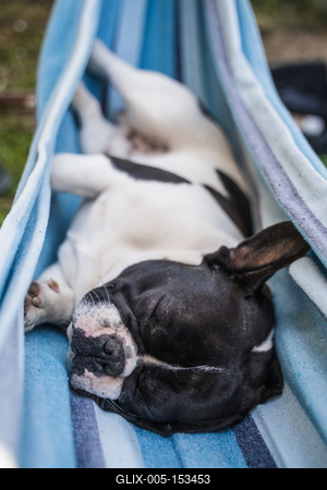 young cute french bulldog relaxing in hammock-stock-foto