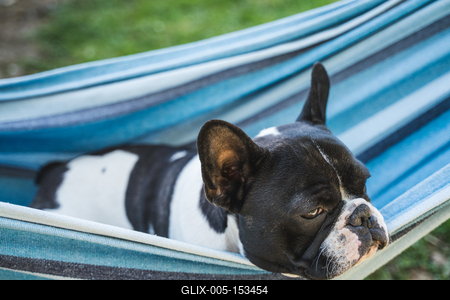 young cute french bulldog relaxing in hammock-stock-foto