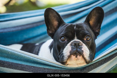 young cute french bulldog relaxing in hammock-stock-foto