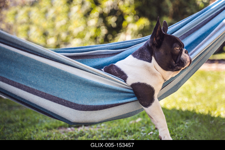 young cute french bulldog relaxing in hammock-stock-foto