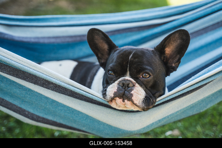 young cute french bulldog relaxing in hammock-stock-foto
