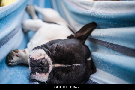 young cute french bulldog relaxing in hammock-stock-foto