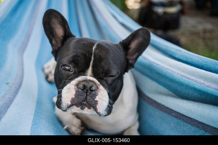 young cute french bulldog relaxing in hammock-stock-foto