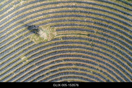 beautiful lavender  flowers from above in koroshegy-stock-foto