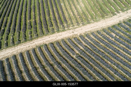 beautiful lavender flowers from above in koroshegy-stock-foto