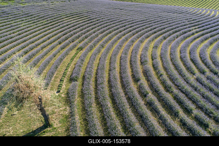 beautiful lavender flowers from above in koroshegy-stock-foto