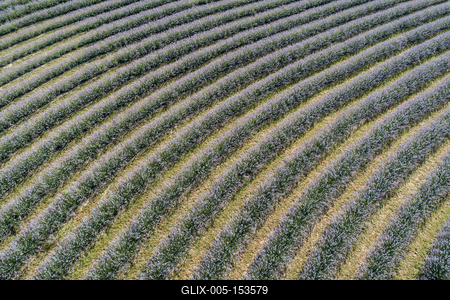 beautiful lavender flowers from above in koroshegy-stock-foto