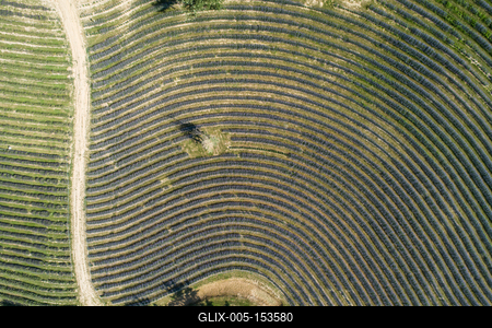 beautiful lavender  flowers from above in koroshegy-stock-foto