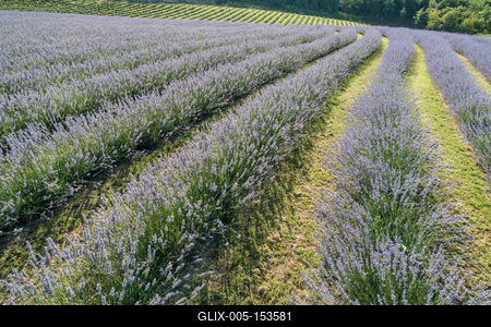beautiful lavender flowers from above in koroshegy-stock-foto