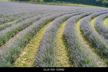 beautiful lavender flowers from above in koroshegy-stock-foto