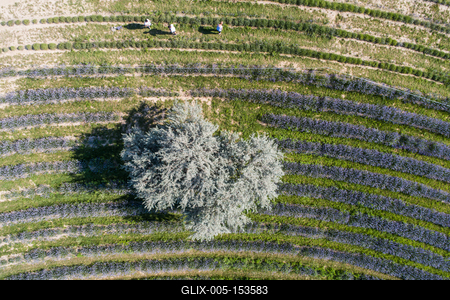 beautiful lavender  flowers from above in koroshegy-stock-foto