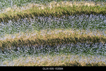beautiful lavender flowers from above in koroshegy-stock-foto