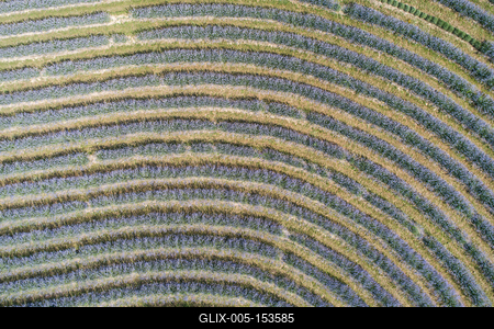 beautiful lavender  flowers from above in koroshegy-stock-foto