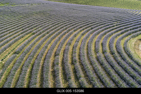 beautiful lavender flowers from above in koroshegy-stock-foto
