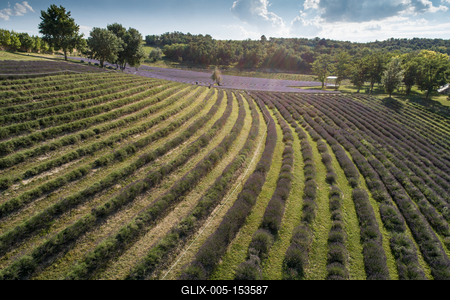 beautiful lavender flowers from above in koroshegy-stock-foto