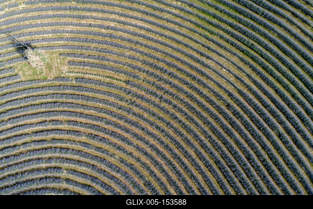 beautiful lavender flowers from above in koroshegy-stock-foto