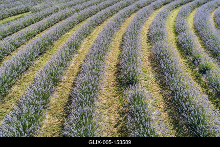 beautiful lavender flowers from above in koroshegy-stock-foto