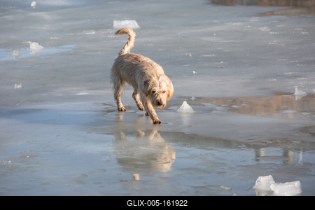 dog walking on frozen lake-stock-foto