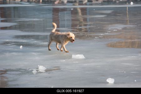 dog walking on frozen lake-stock-foto