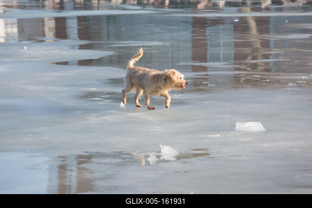 dog walking on frozen lake-stock-foto