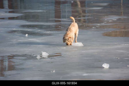 dog walking on frozen lake-stock-foto