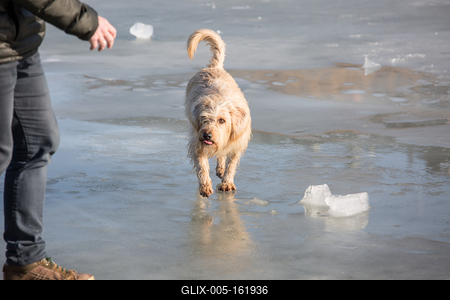 dog walking on frozen lake-stock-foto