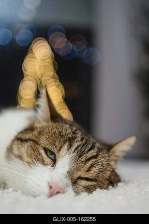 Cat with christmas bokeh lights-stock-foto