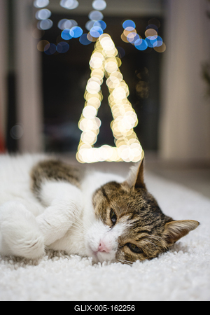 Cat with christmas bokeh lights-stock-foto