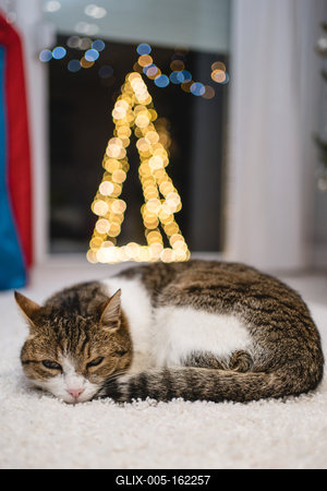 Cat with christmas bokeh lights-stock-foto