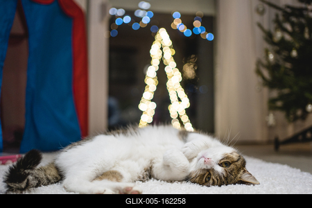 Cat with christmas bokeh lights-stock-foto