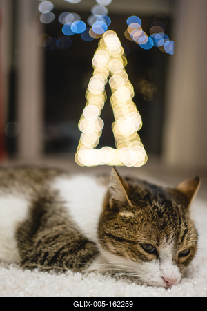 Cat with christmas bokeh lights-stock-foto